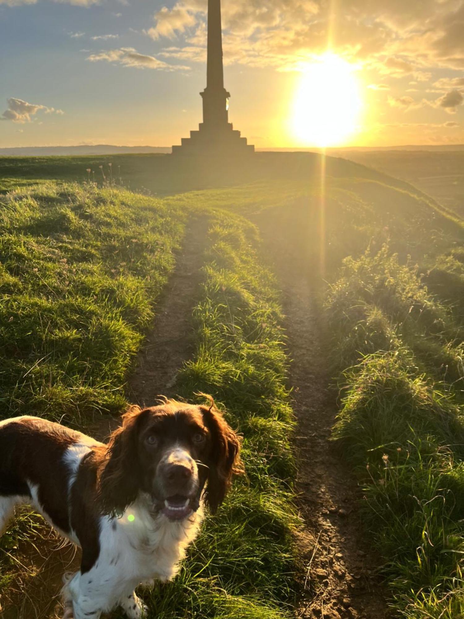 Spaniel Cottage With Views Of Ham Hill, Stoke Sub Hamdon Martock Bagian luar foto
